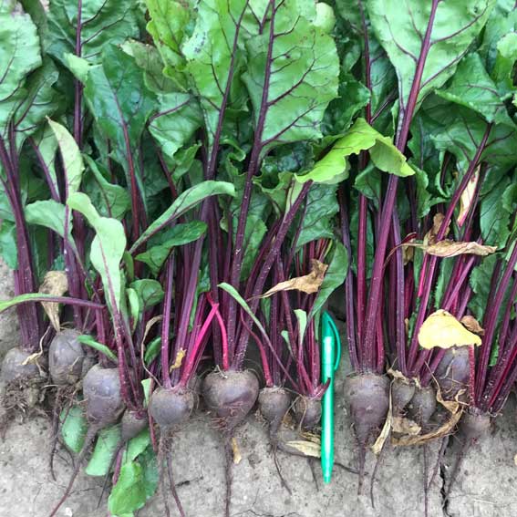 Beetroot